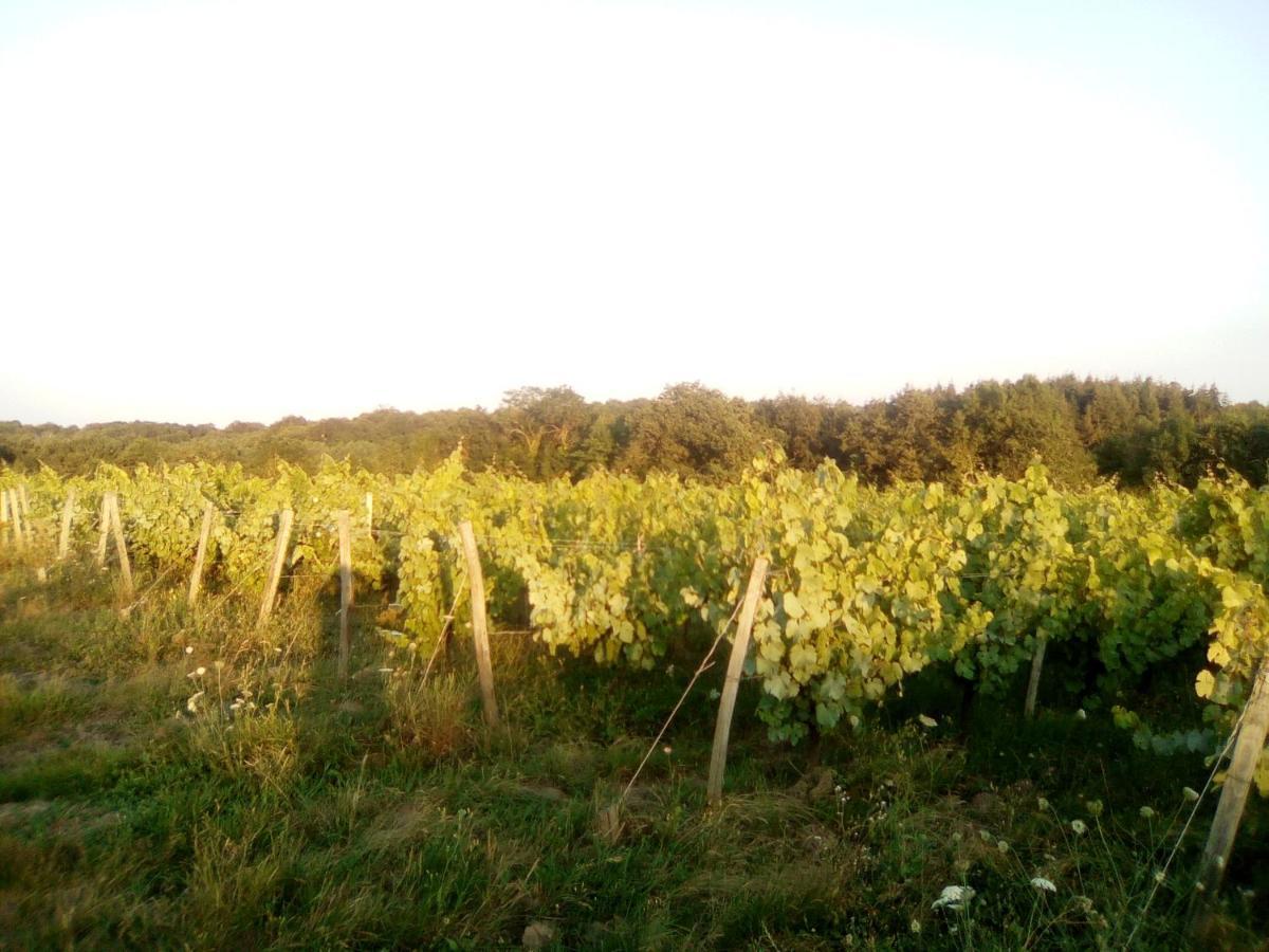 مبيت وإفطار Le Champ-Saint-Pere Mas Des Vignes Piscine Chauffee المظهر الخارجي الصورة